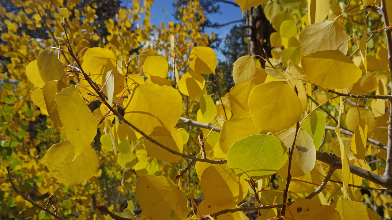 aspen leaves