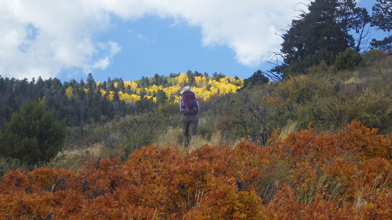 Aspen forest in the distance