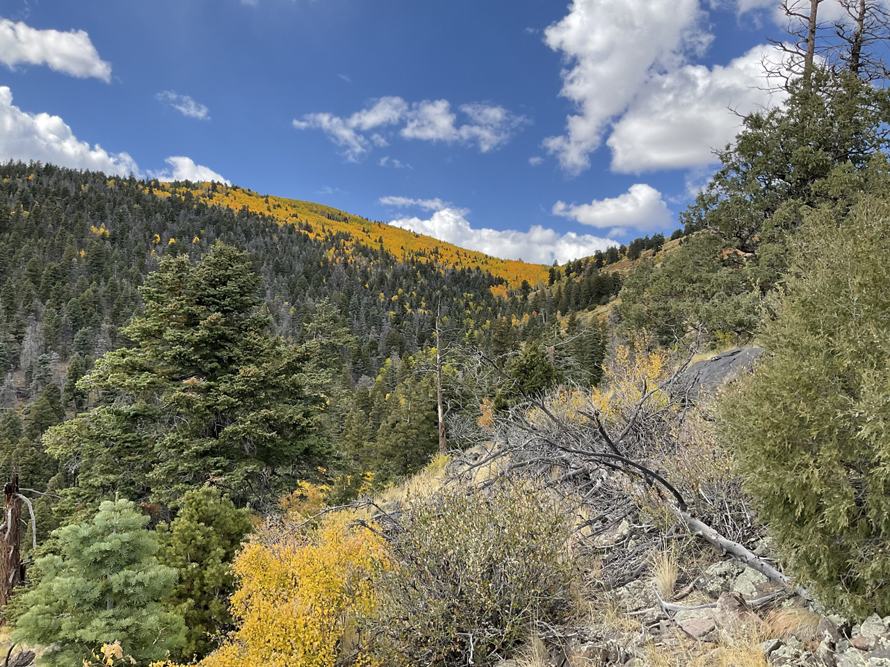 Green and yellow forest on San Antonio Mountain