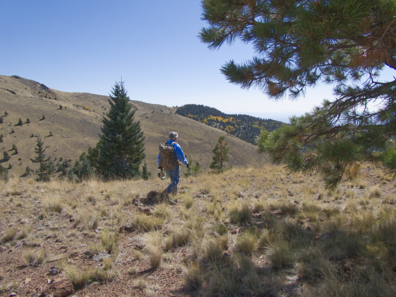 Above the treeline