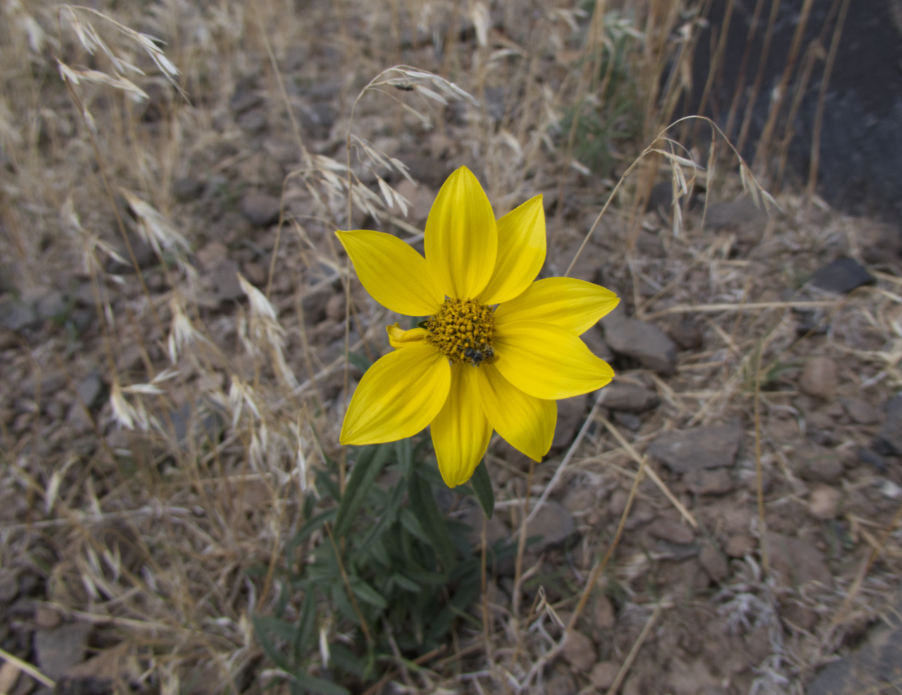 Nodding Dwarf Sunflower