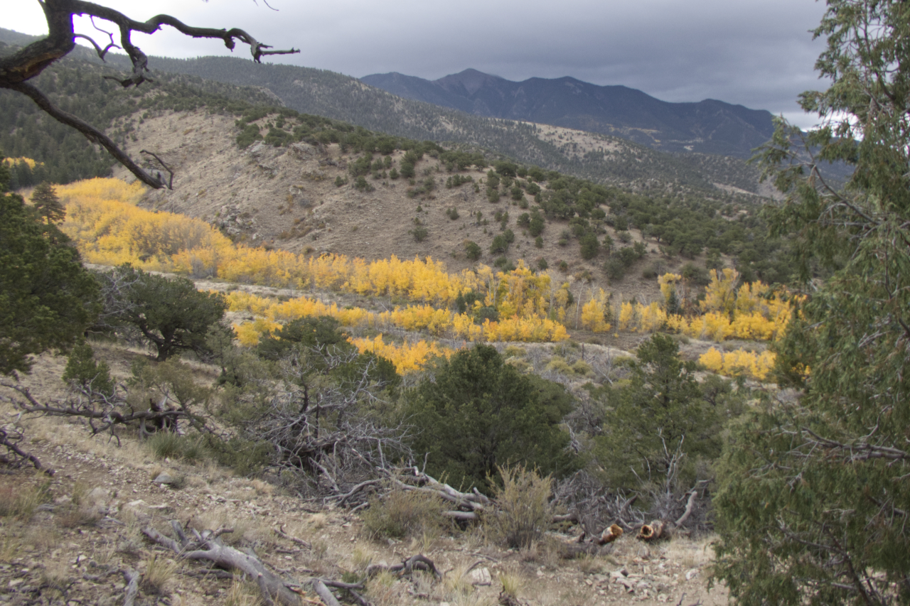 colorful narrow leaf cottonwoods