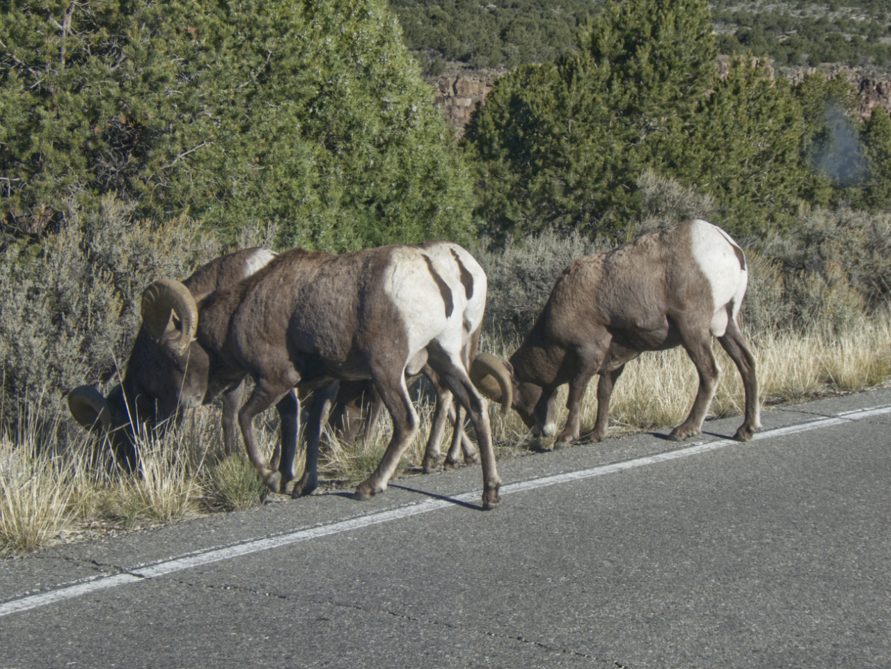 bighorn sheep grazing