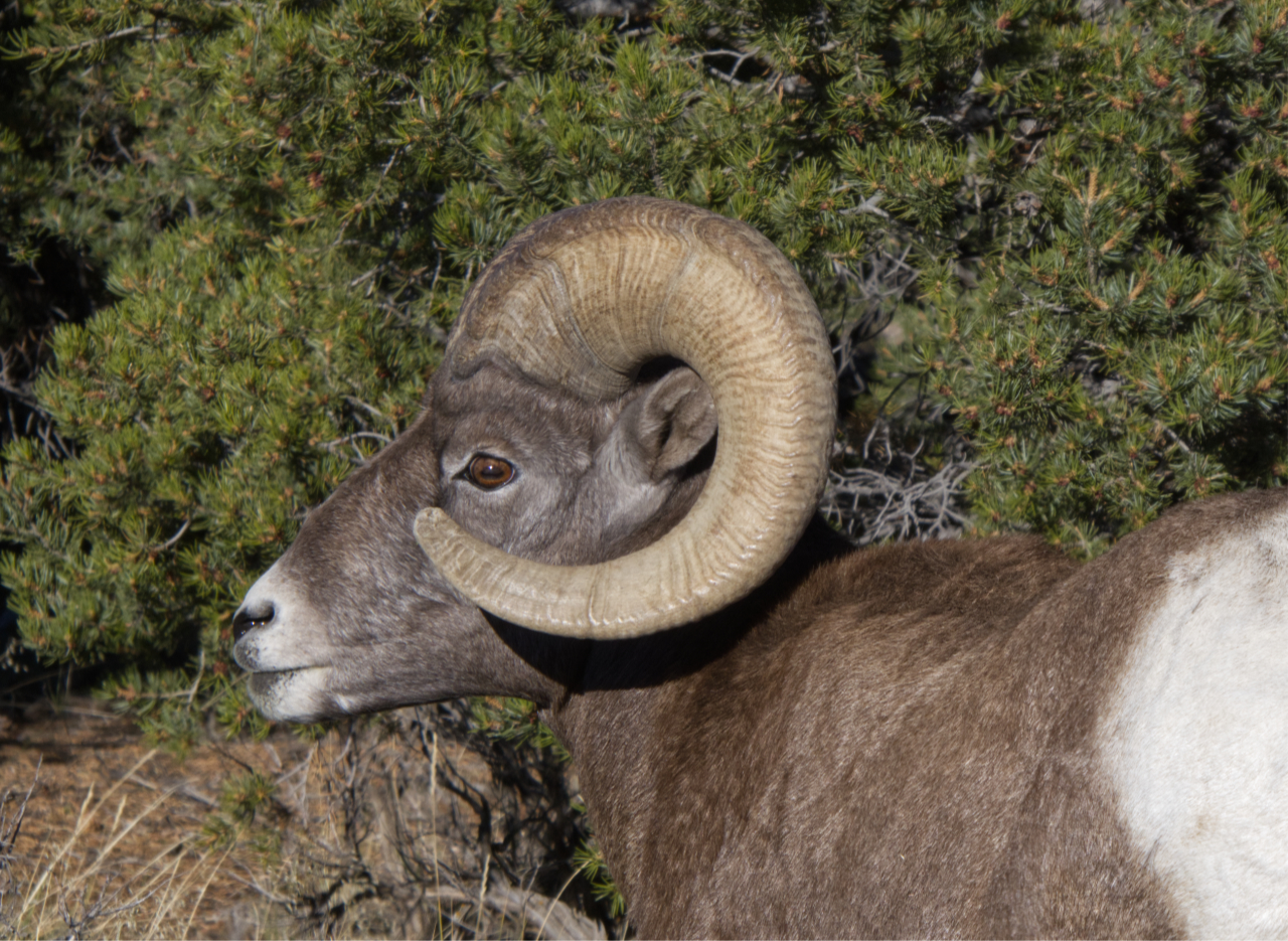 bighorn sheep close-up Panasonic