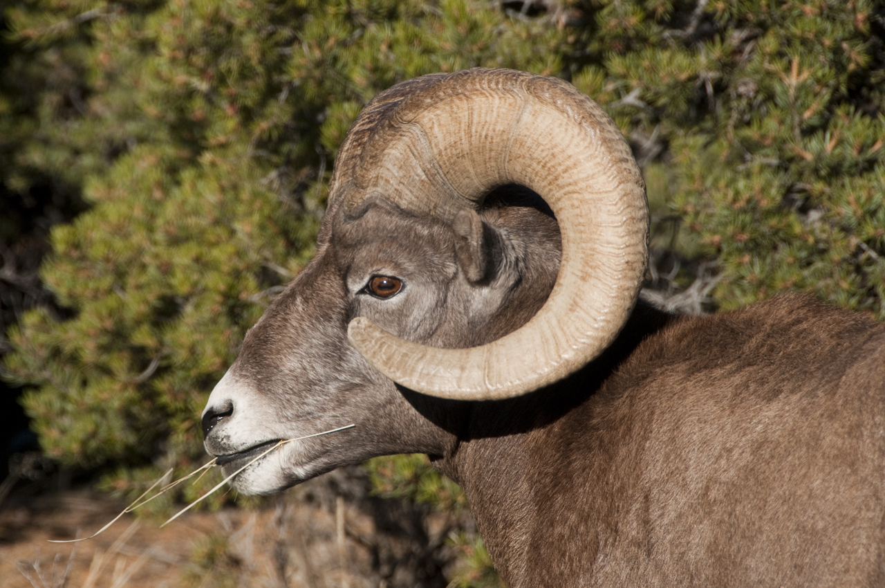 bighorn sheep close-up Nikon