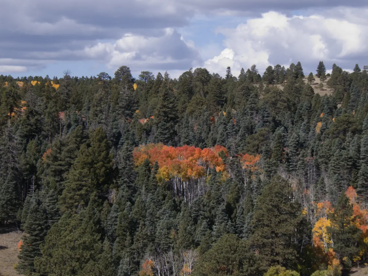 red aspens