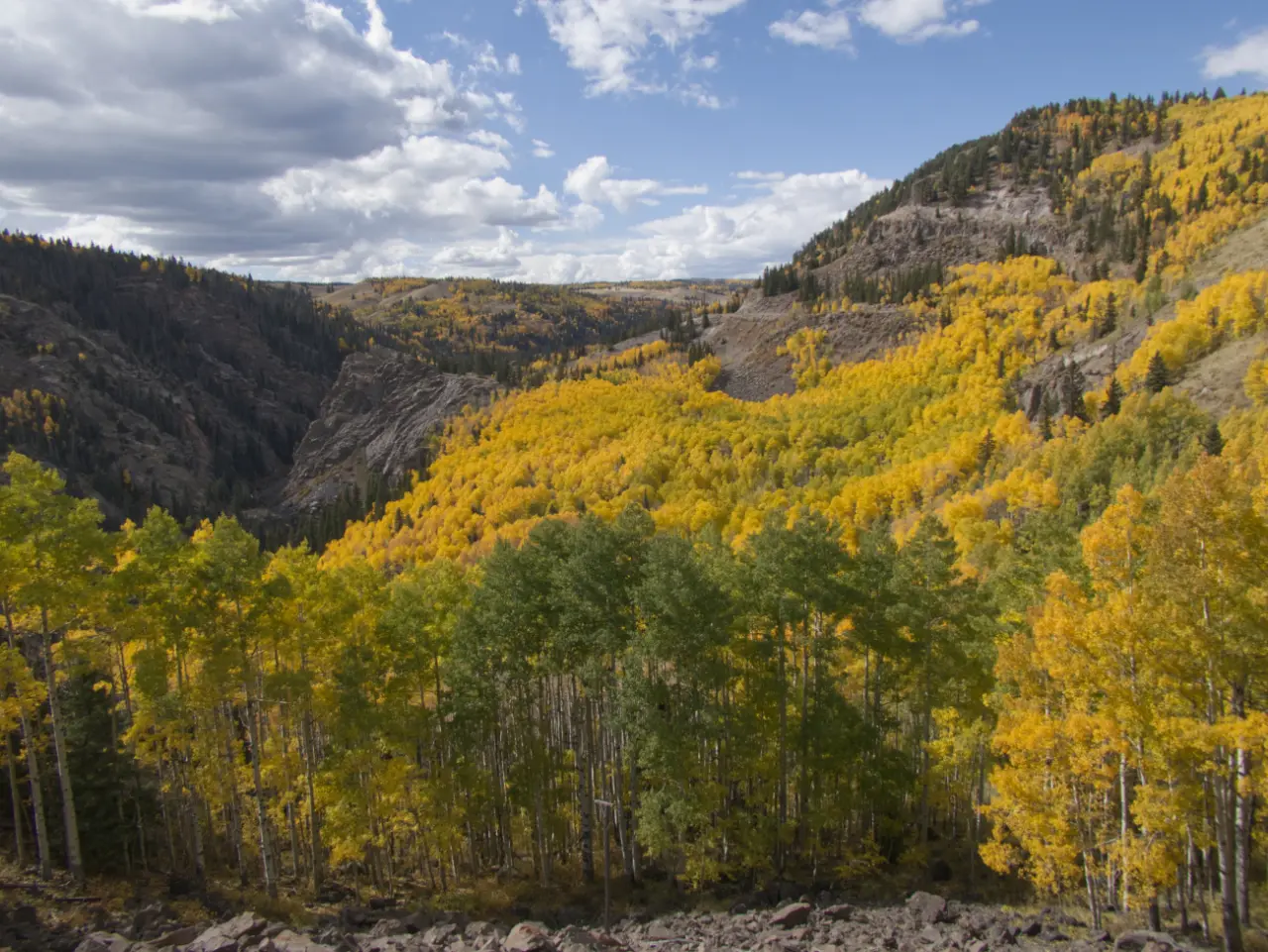 aspens on the Cumbres & Toltec