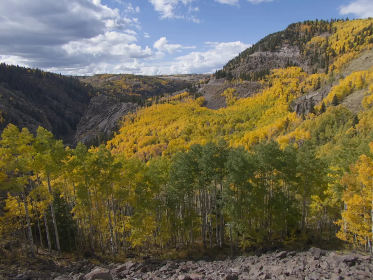 aspen-covered hillside #2