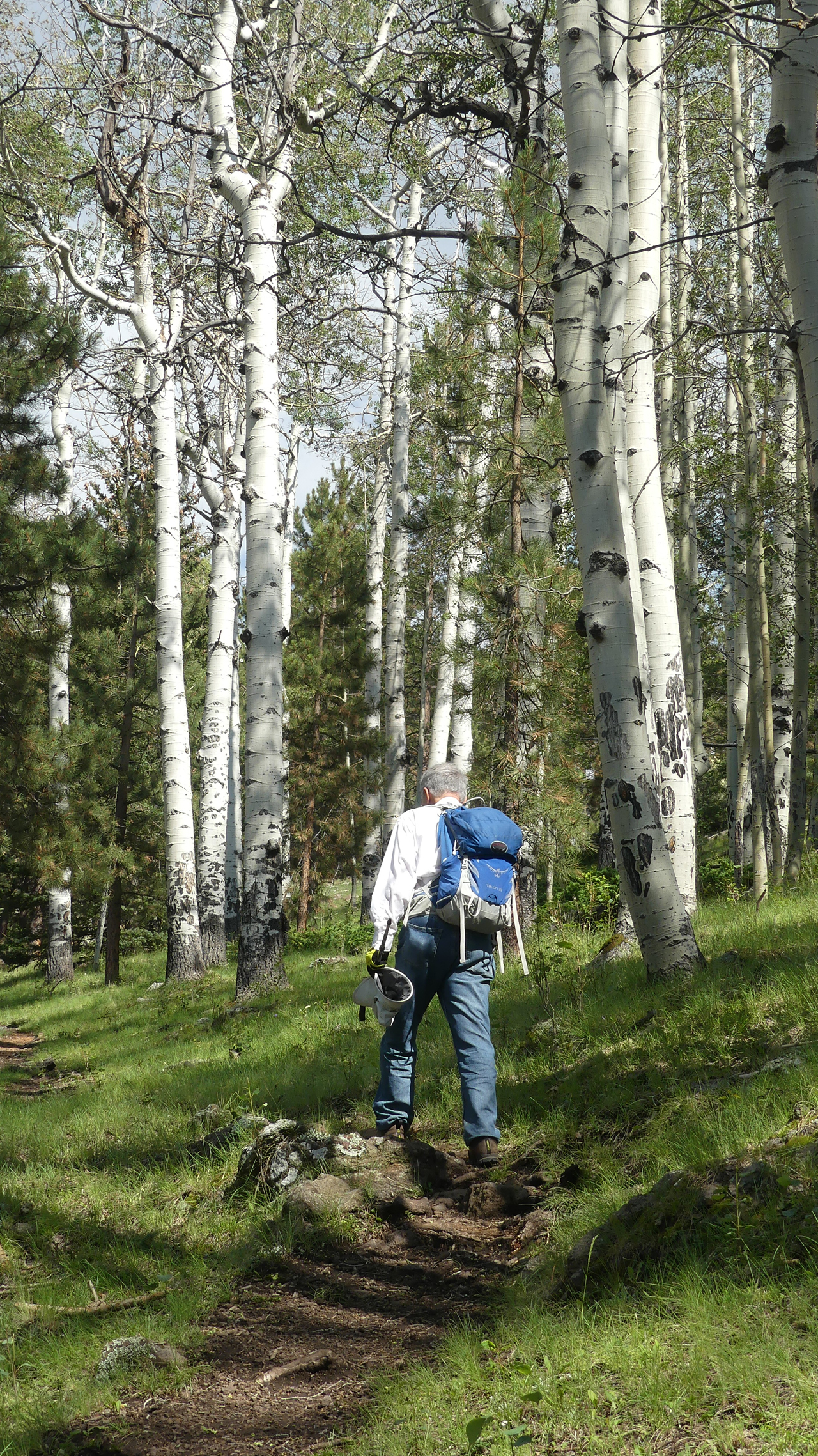 in the aspen forest