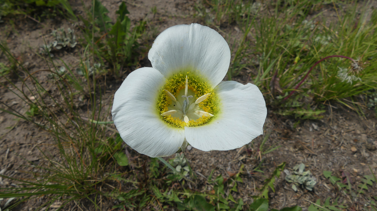 Gunnison's Mariposa Lily