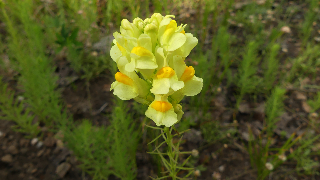 Yellow Toadflax