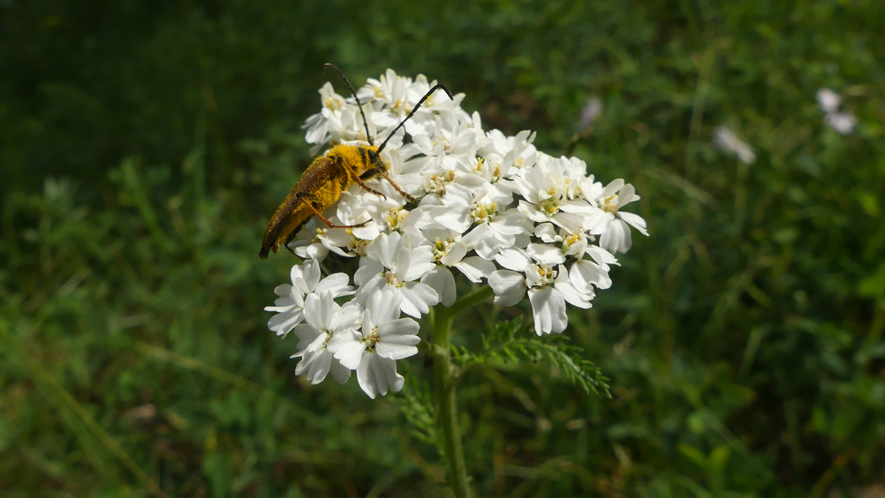 ellow Velvet Beetle on Yarrow