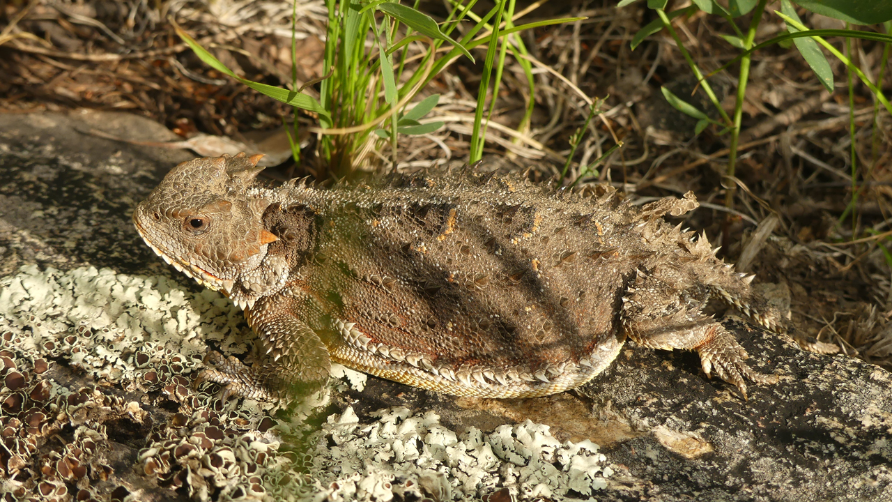 Mountain Short-Horned Lizard