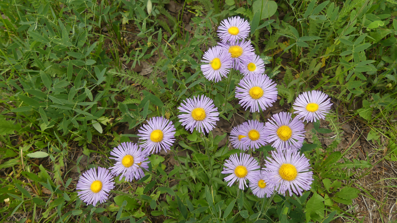 Aspen Fleabane