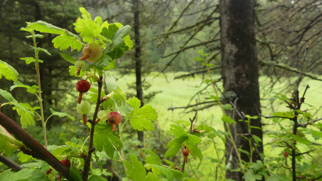 Mountain Gooseberry