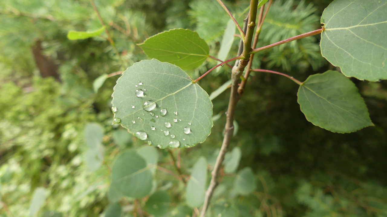 beads of water on aspen leaf