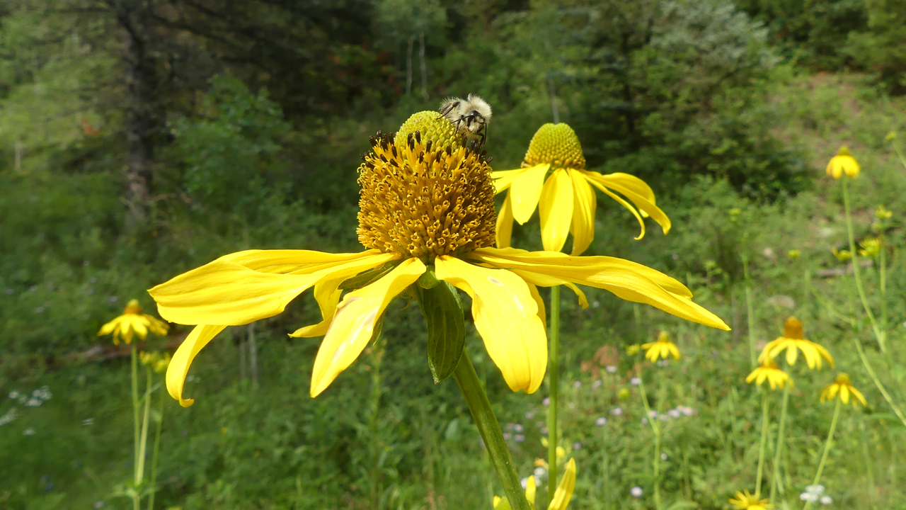 Coneflower and bee