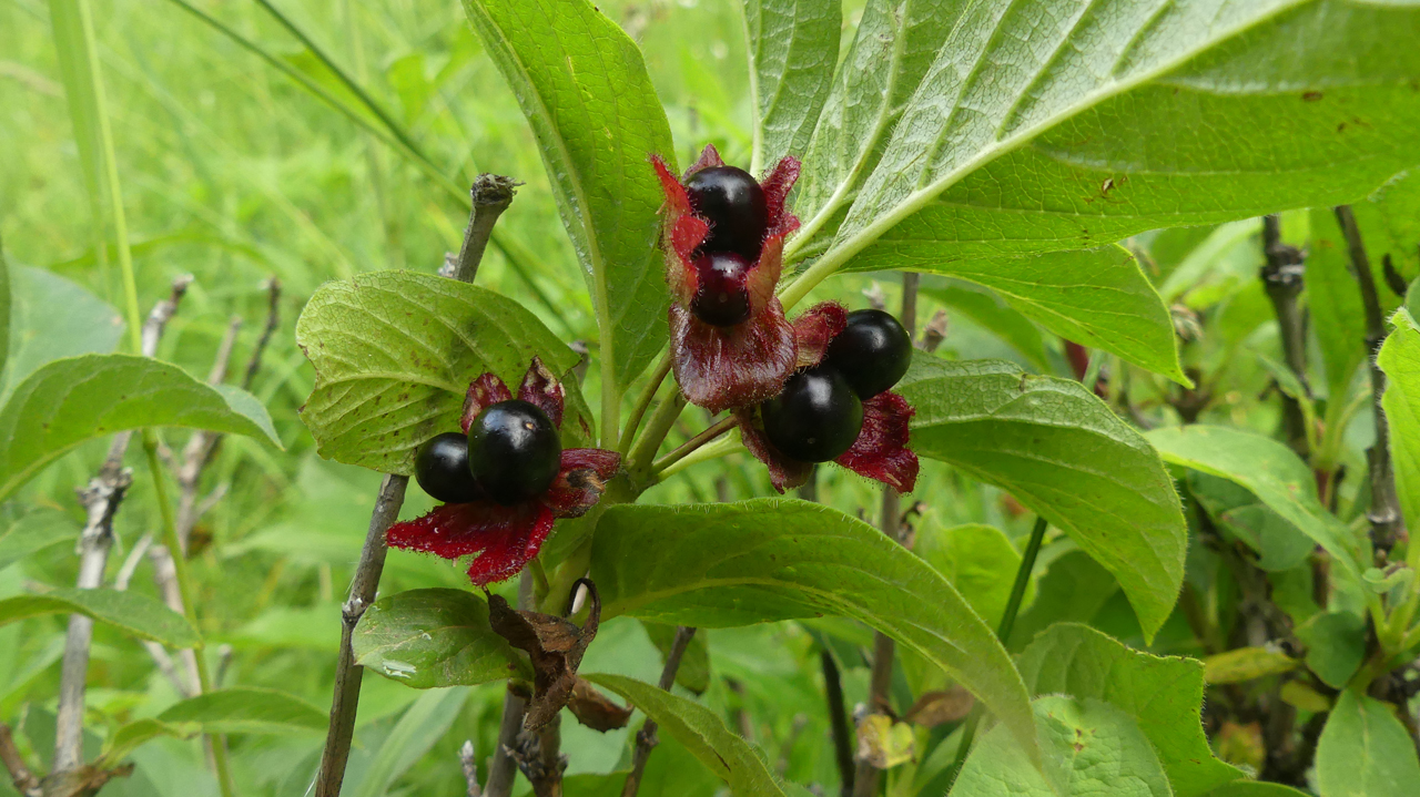 Twinberry Honeysuckle