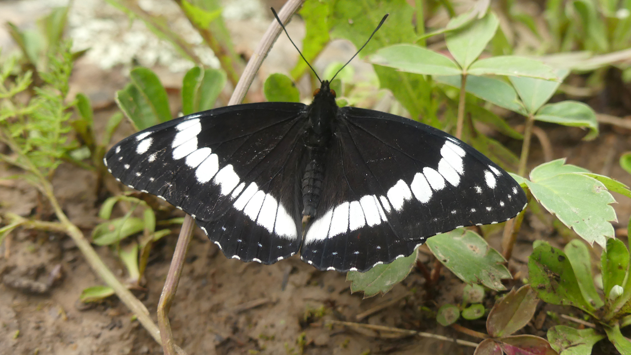 Weidemeyer's Admiral