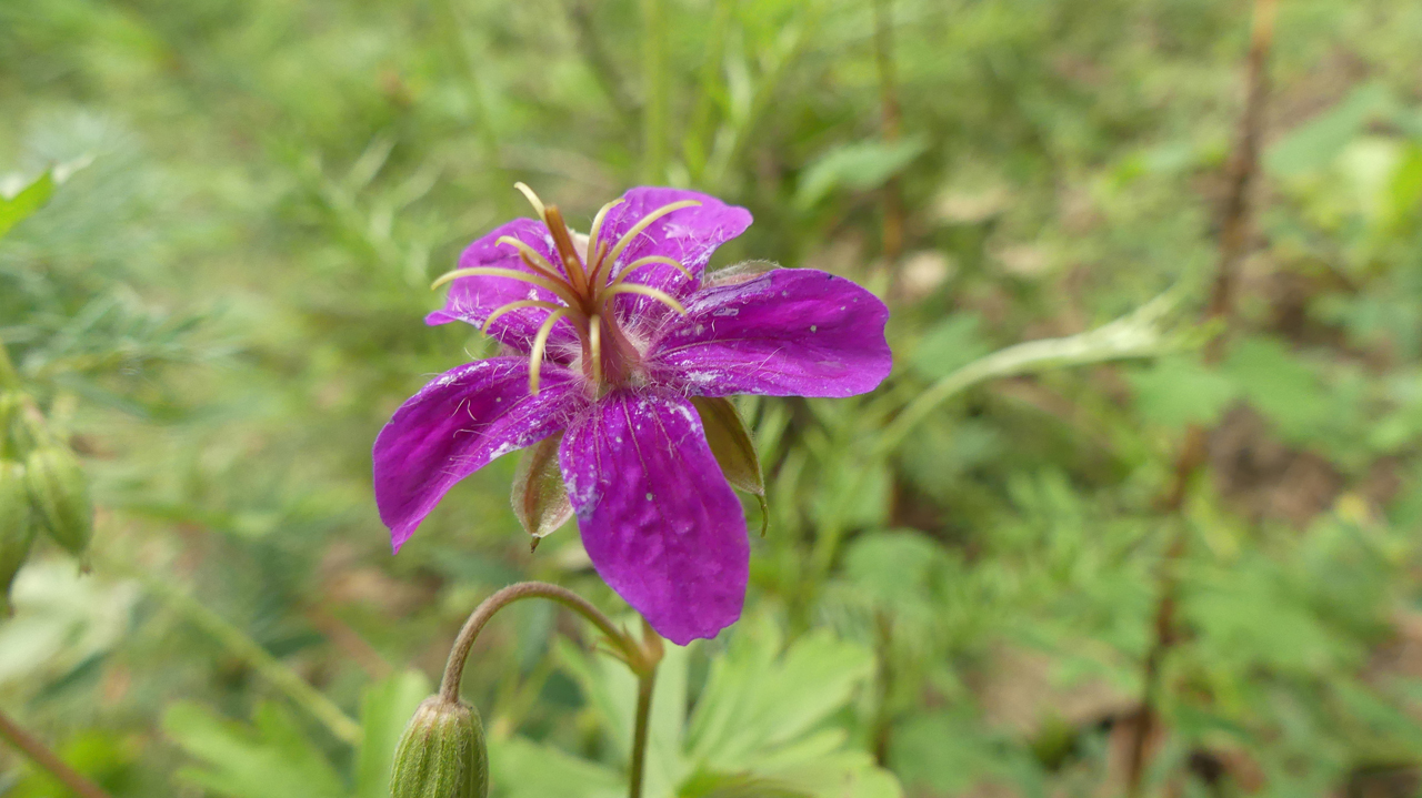 Pinewoods Geranium