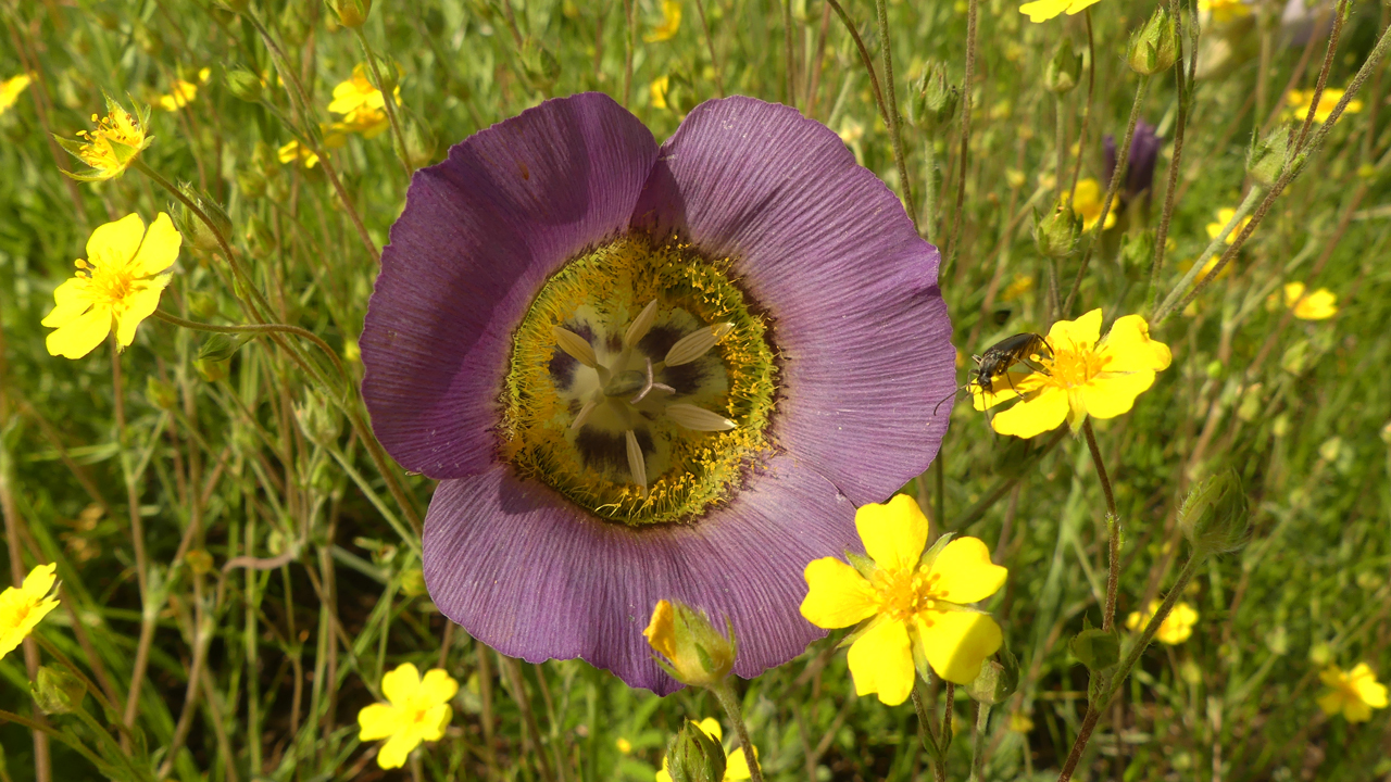 purple Mariposa lily