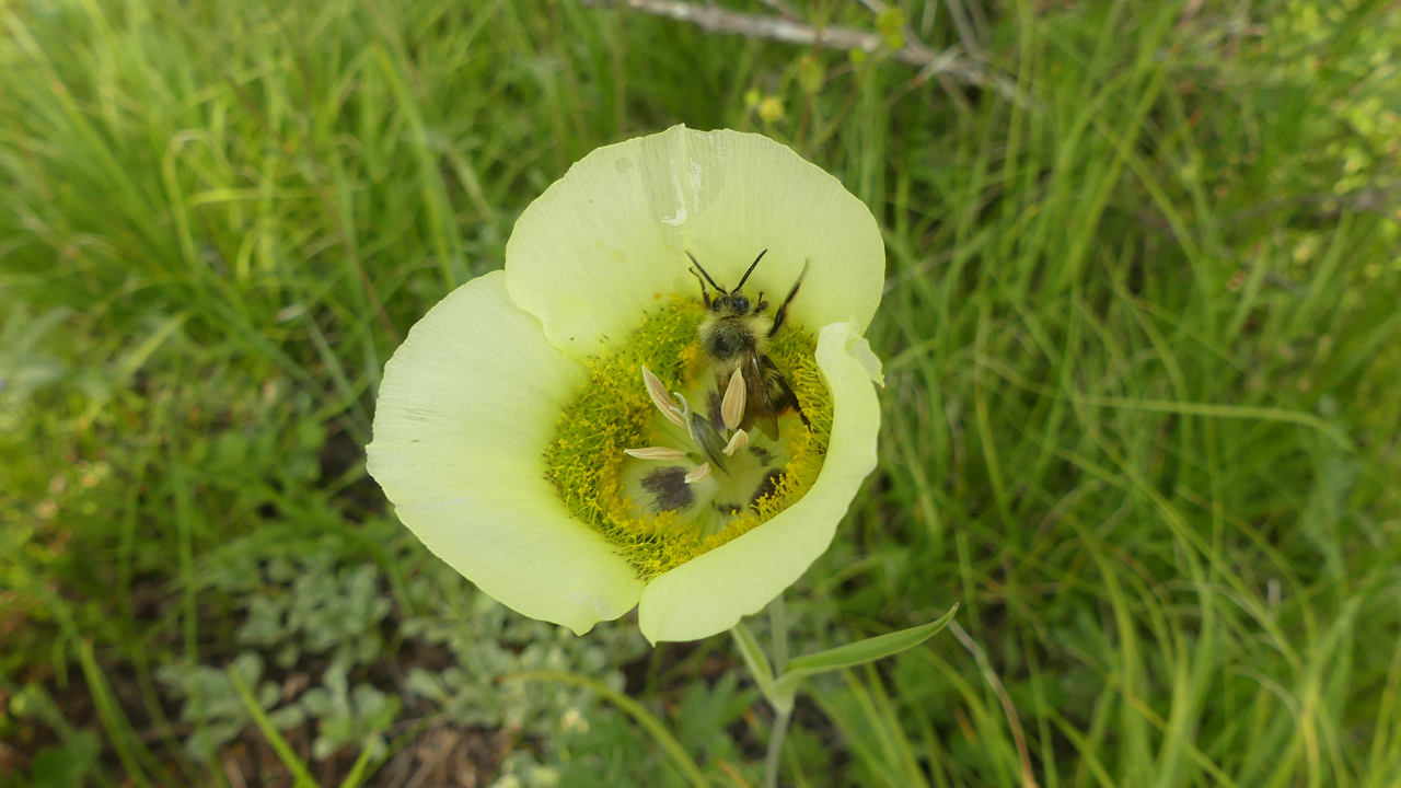 yellow Mariposa Lily