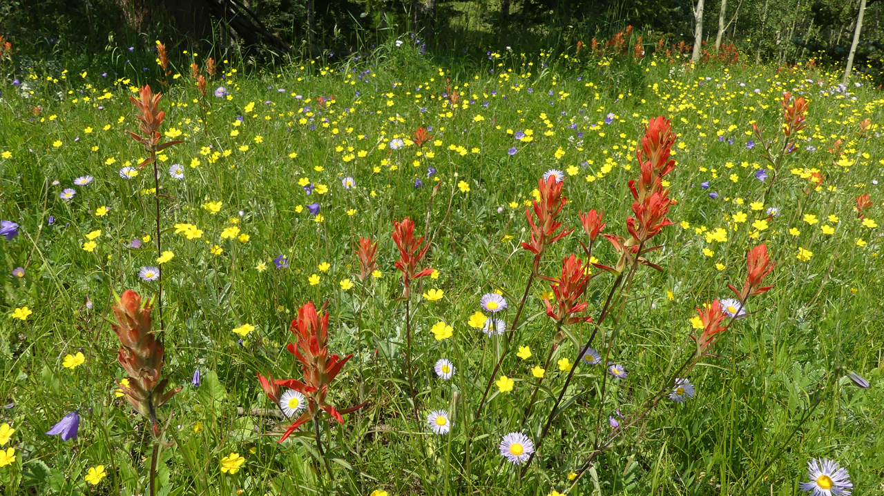 field of wildflowers