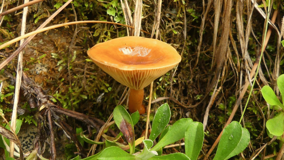 variety wild mushrooms