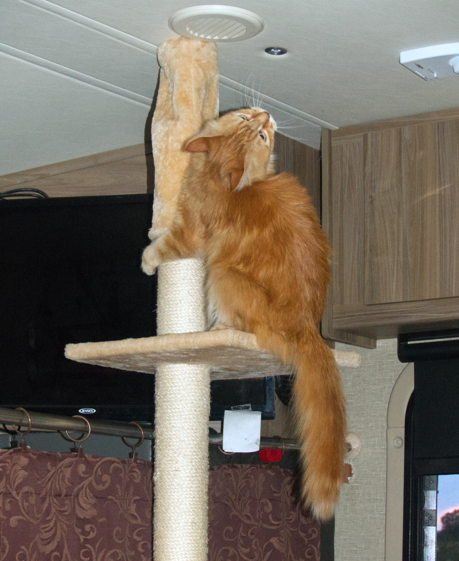 red cat pole dancing
