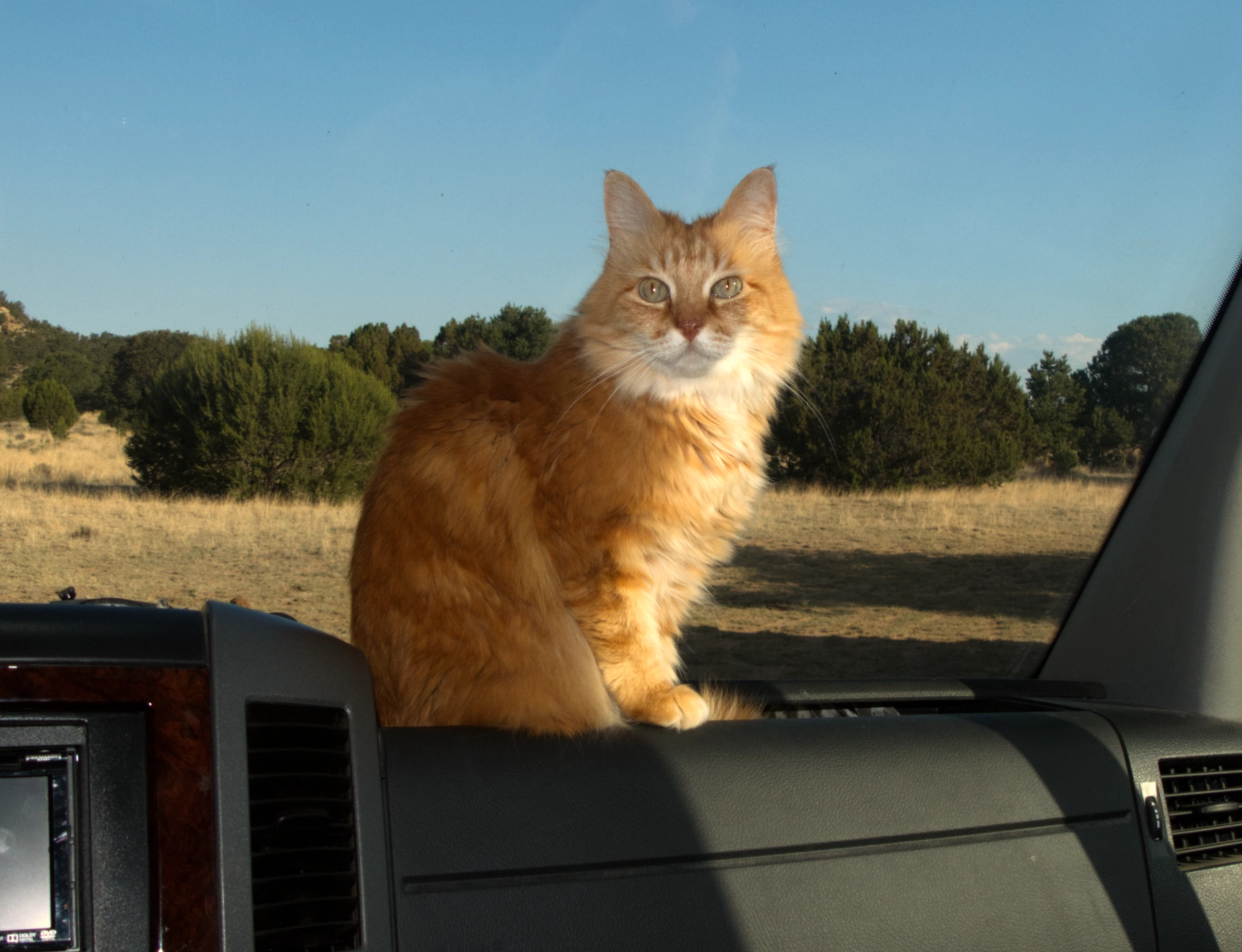 red cat on the dash