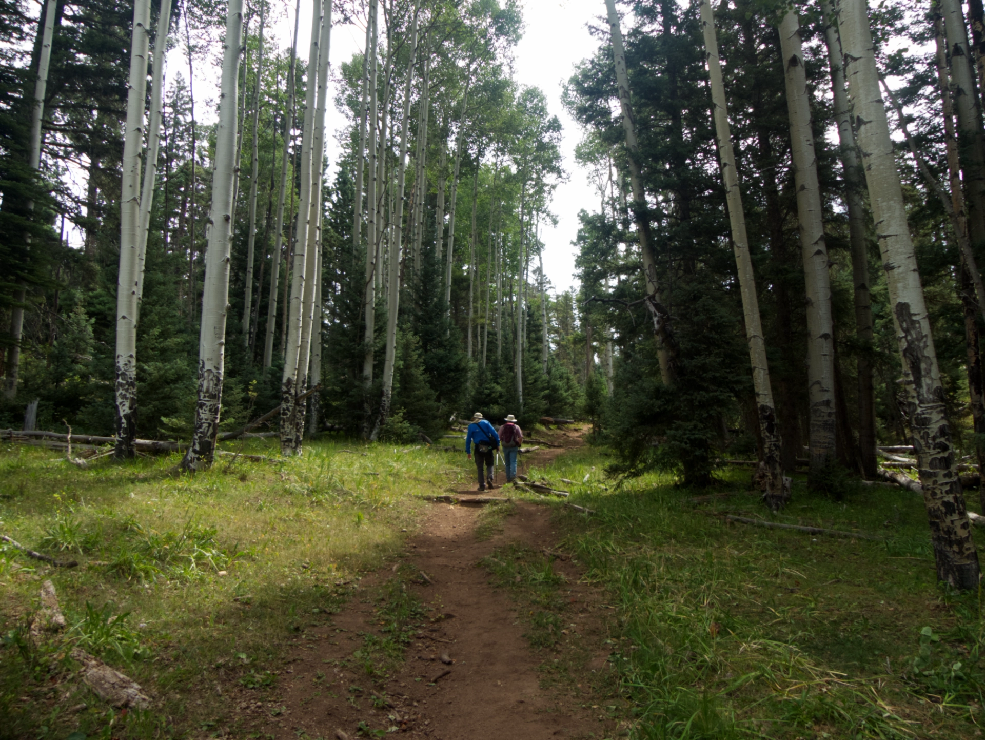 hikers in an aspen forest
