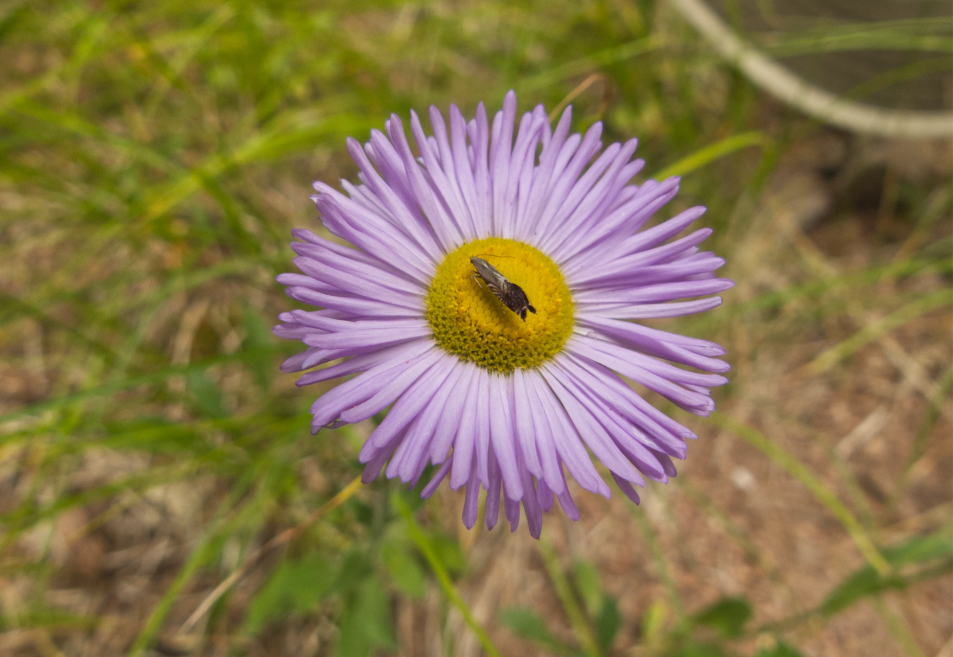 purple aster
