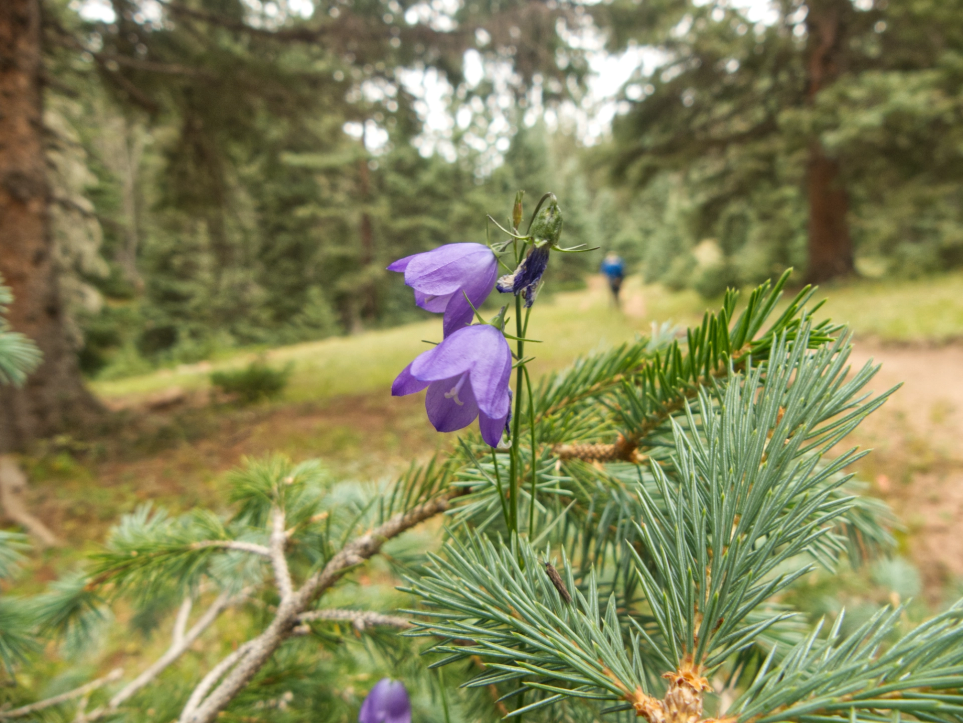 harebells and blue spruce