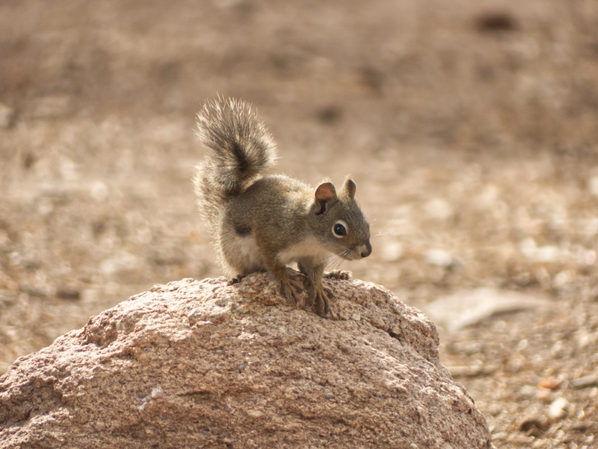 Fremont's squirrel
