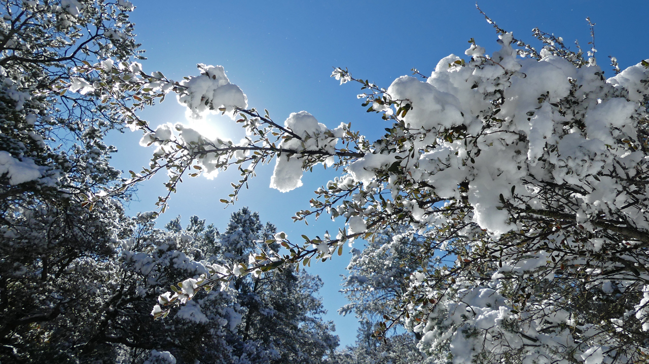 snow clinging to branches