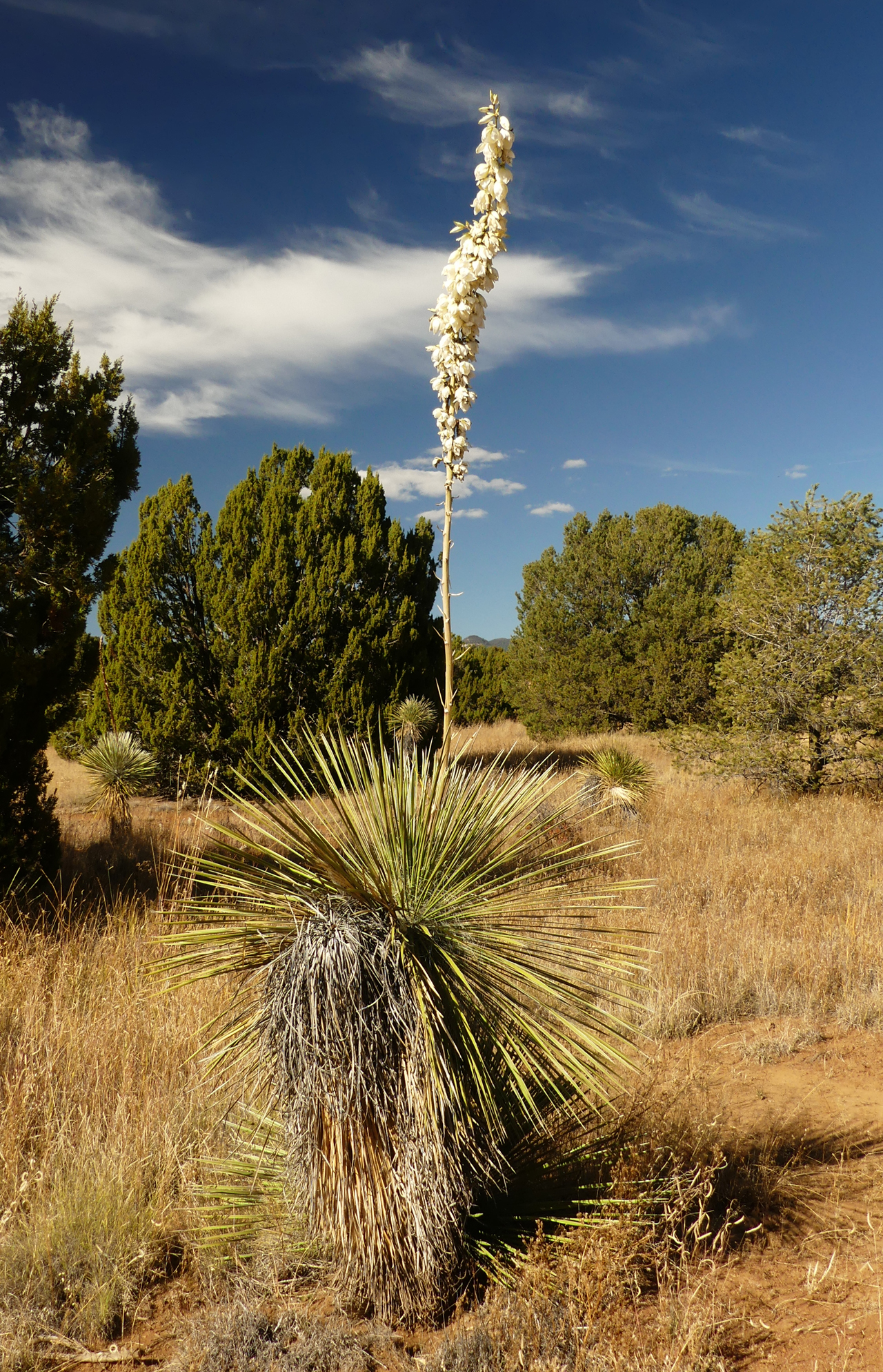 yucca