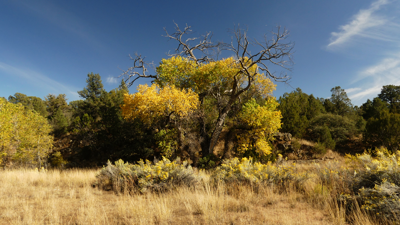 cottonwood