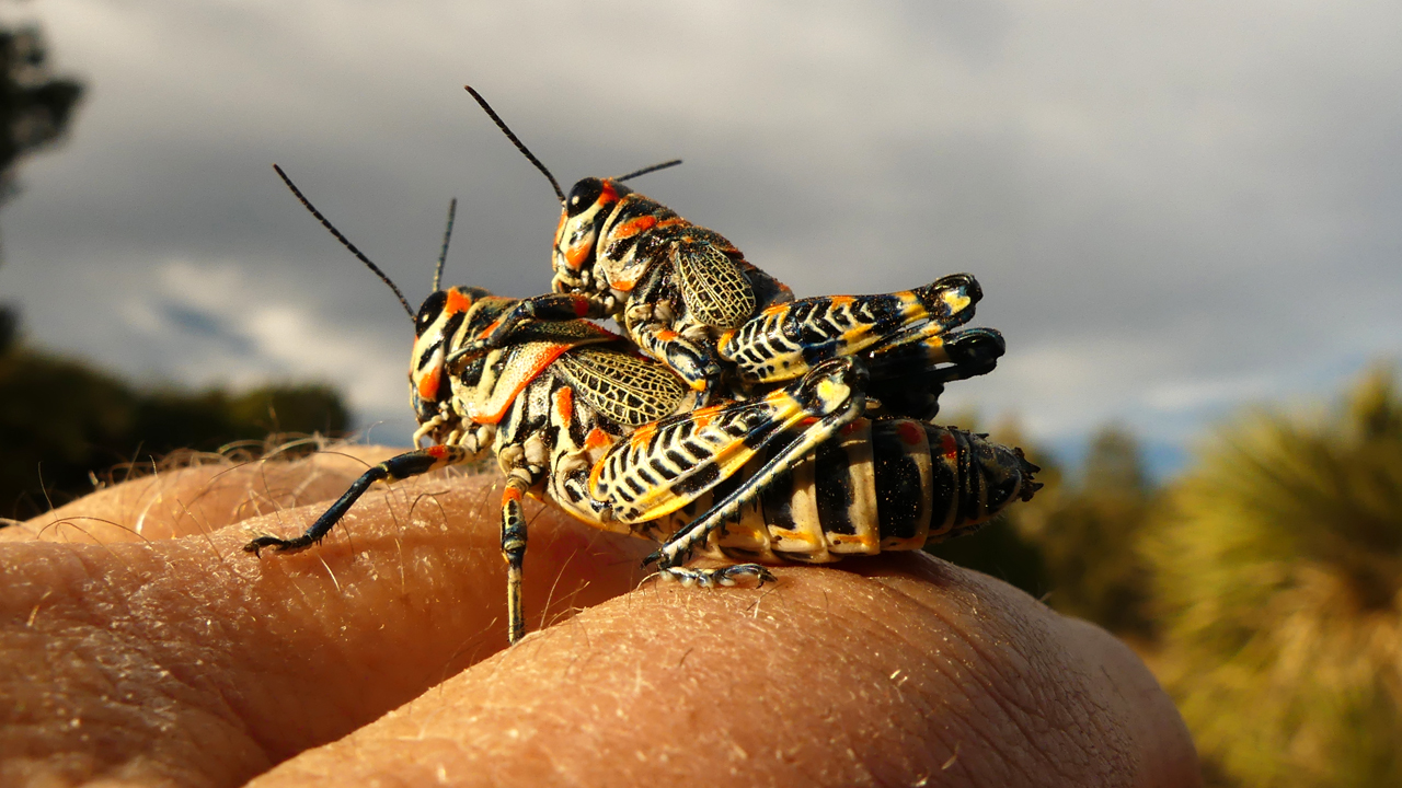 Rainbow Grasshoppers