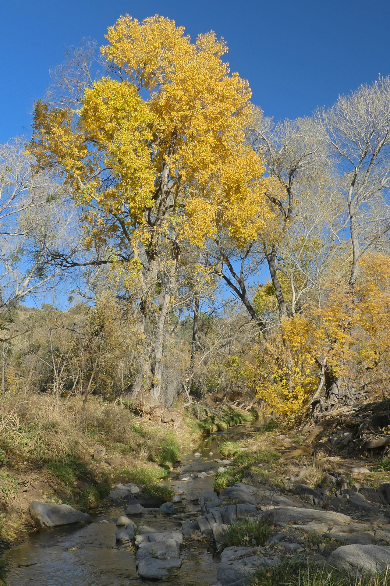 colorful trees along San Vicente Creek