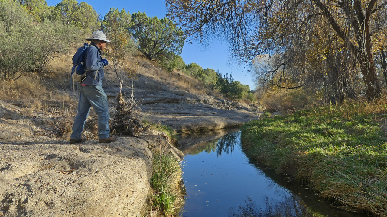 creek refecting overhanging trees