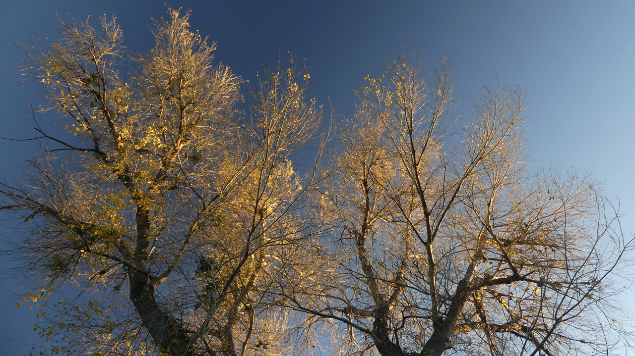 colorful trees along San Vicente Creek