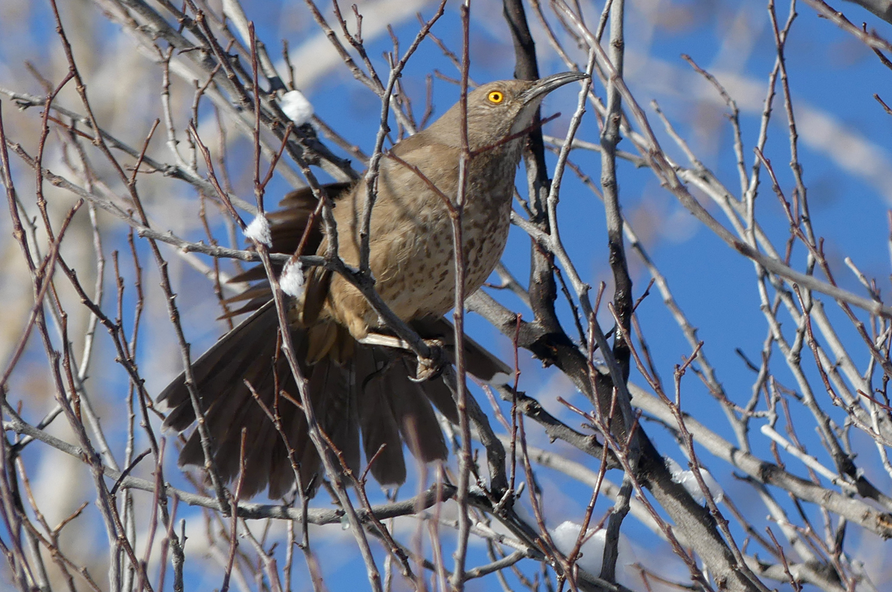 curve-billed thrasher