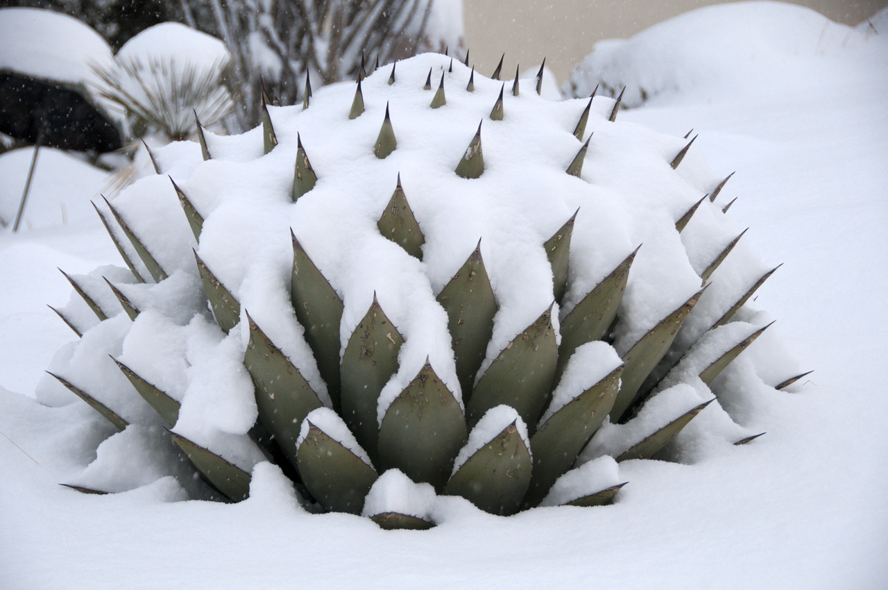 agave in snow