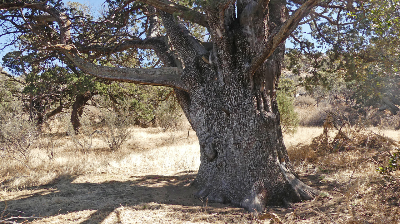 ancient juniper