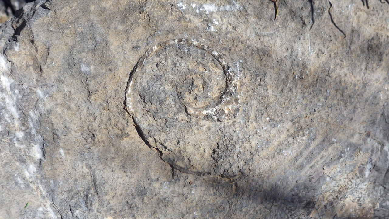 ammonite