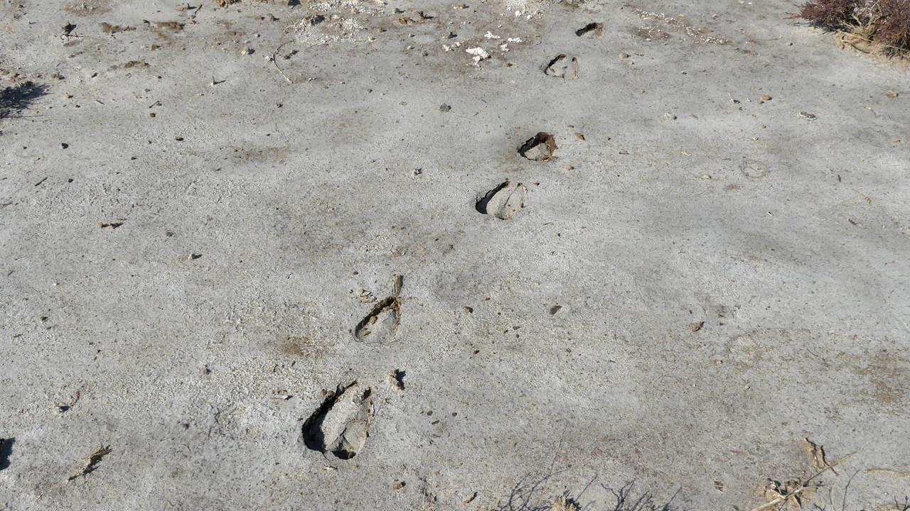 oryx tracks