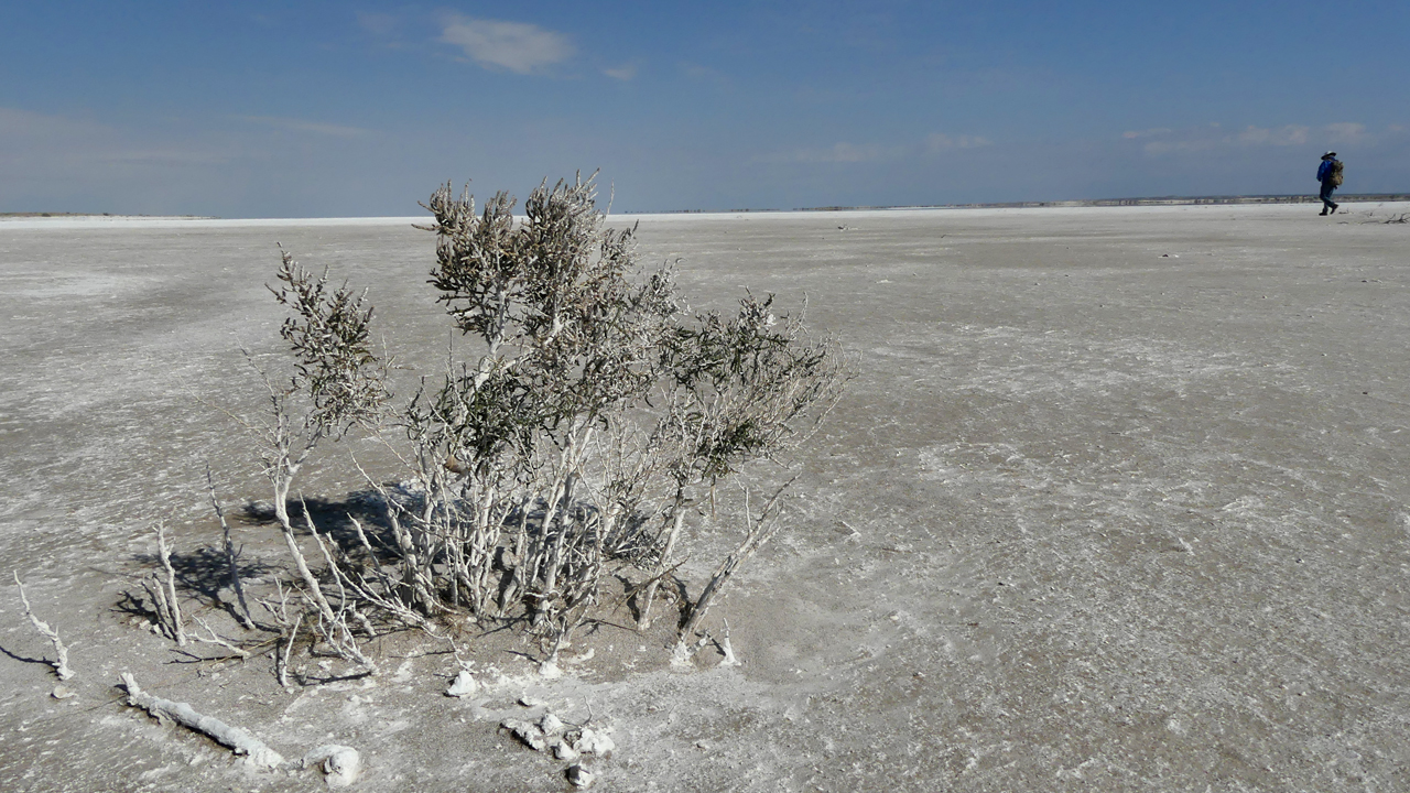 salt-encrusted shrub