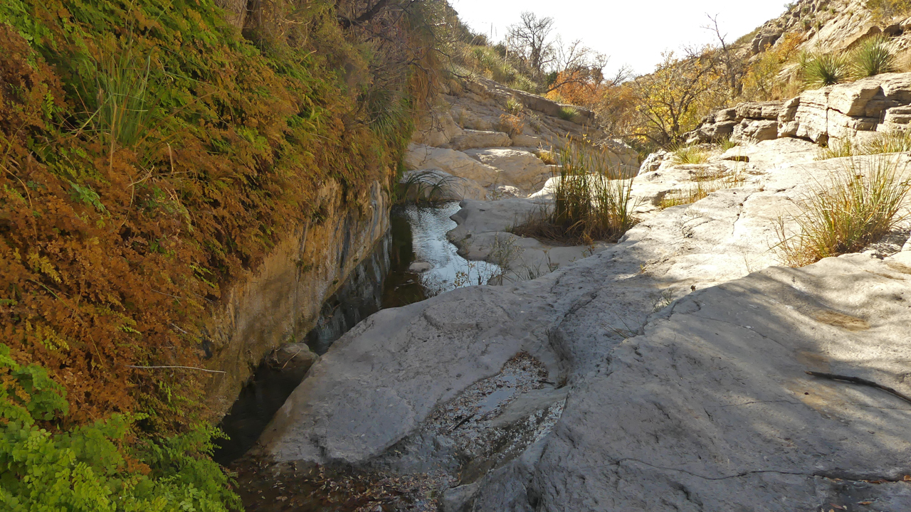 canyon wall with lush ferns