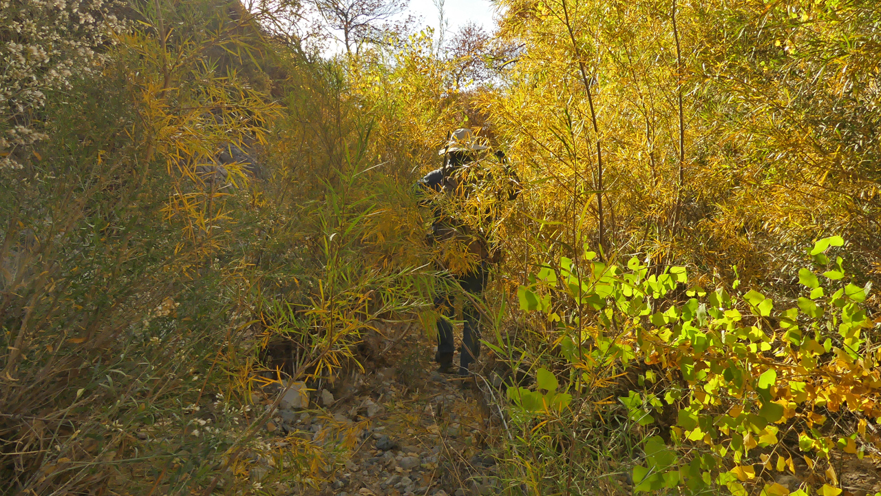 dense vegetation in the canyon bottom