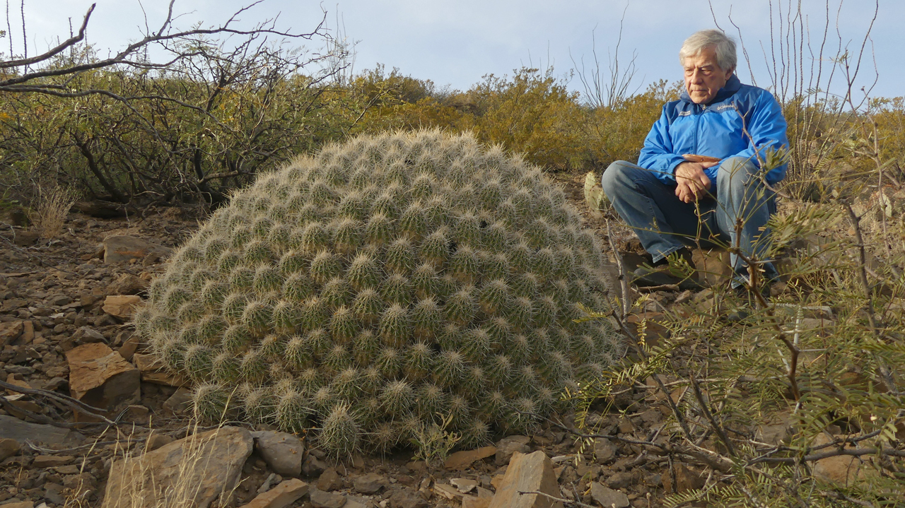 very large mound of cactus